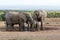 Family of African Bush Elephant protecting their young