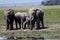 Family of African bush elephants in the green field at the puddle