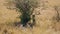 Family Of African Cheetahs Resting In The Shade Of A Tree On A Hot Sunny Day