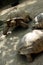 family of african conical spur tortoises, larger than human size, 500 lbs average