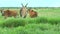 Family African eland grazing in the steppe