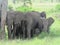 a family of African elephants