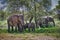 Family of African elephants enjoying the lush grasslands as they graze