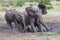 Family of African elephants playing in the mud