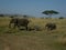Family of african elephants walking in single file