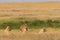 Family of African lions with baby in hiding in the grass in Serengeti national park, Tanzania