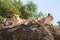 Family of African Lions in Tanzania