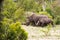 Family of African rhinos