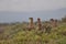 A family of Alert Meerkats