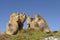 Family of Alpine marmots