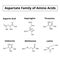 A family of amino acids aspartate. Chemical molecular formulas of amino acids aspartate, asparagine, threonine