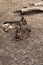 Family of animals Patagonian mari rest on the sandy ground