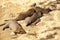 Family of annealed mongoose laying on the sand