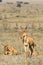 Family of antelopes kongoni