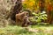 Family of Anubis baboon feeding in savanna bushes