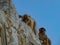 Family of apes from Gibraltar Rock