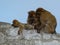 Family of apes from Gibraltar Rock