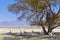 Family of of Arabian Oryx resting under trees