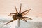 A family of araneomorphic spiders - a funnel spider crawls on a sunny summer day on a warm concrete floor near the wall