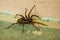 A family of araneomorphic spiders - a funnel spider crawls on a sunny summer day on a warm concrete floor near the wall