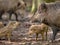 Family argument Wild Boar