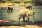 Family Asia Elephants vintage nature background