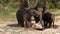 A family of Asian elephants on an elephant farm in Thailand