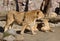 Family of Asiatic lions