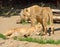 Family of Asiatic lions Panthera Leo Persica is resting