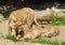 Family of Asiatic lions Panthera Leo Persica is resting