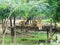 A Family of Asiatic Lions Sitting on a Wooden Rest in Forest Surroundings