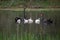 Family of australian black swans