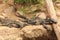 Family of Australian lace monitors