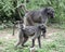 Family of baboon monkeys moves across the Savannah