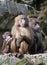 Family of Baboons