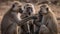 A family of baboons grooming each other created with Generative AI