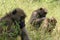 Family of Baboons Papio ursinus grooming Victoria Falls Zambia