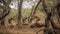 A family of baboons playing in the trees created with Generative AI