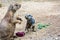 Family with baby of black-tailed prairie dog - Cynomys ludovicianus