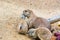 Family with baby of black-tailed prairie dog - Cynomys ludovicianus