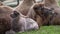 Family of Bactrian camel with cub, Camelus bactrianus. Also known as the Mongolian camel