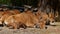 Family of Banteng, Bos javanicus or Red Bull is a type of wild cattle.