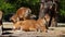 Family of Banteng, Bos javanicus or Red Bull is a type of wild cattle.