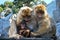 Family of Barbary Apes, Gibraltar.