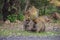 Family of Barbary Macaque in the mountains of Morocco