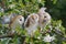 Family Barn owl feeding the juvenile with a mouse