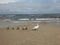 Family birds on the beach