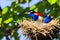 A family of birds building a nest in a tree. Generative AI