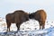 Family of bisons among snow