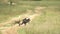 A Family Of Black Baboons Crossing The Dirt Road Going To The Grassland On A Warm Weather In Kenya.